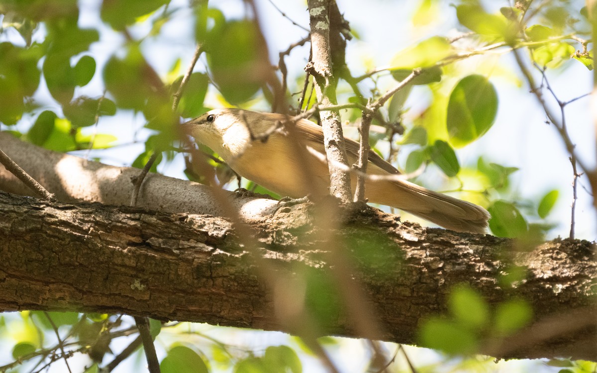 Clamorous Reed Warbler (Brown) - ML611455470