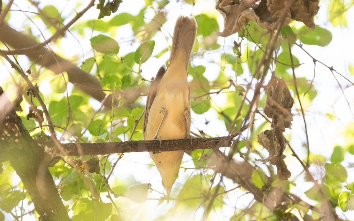 Clamorous Reed Warbler (Brown) - ML611455471