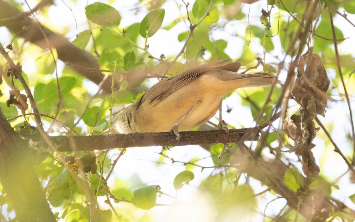 Clamorous Reed Warbler (Brown) - ML611455472