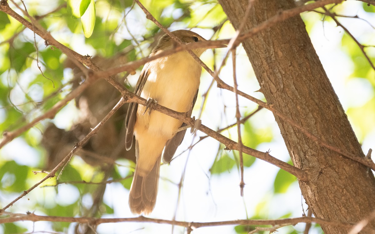 Clamorous Reed Warbler (Brown) - ML611455475