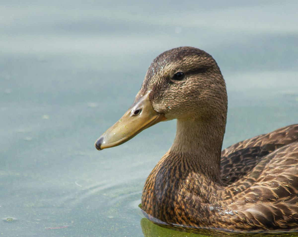 Mexican Duck - ML611455477