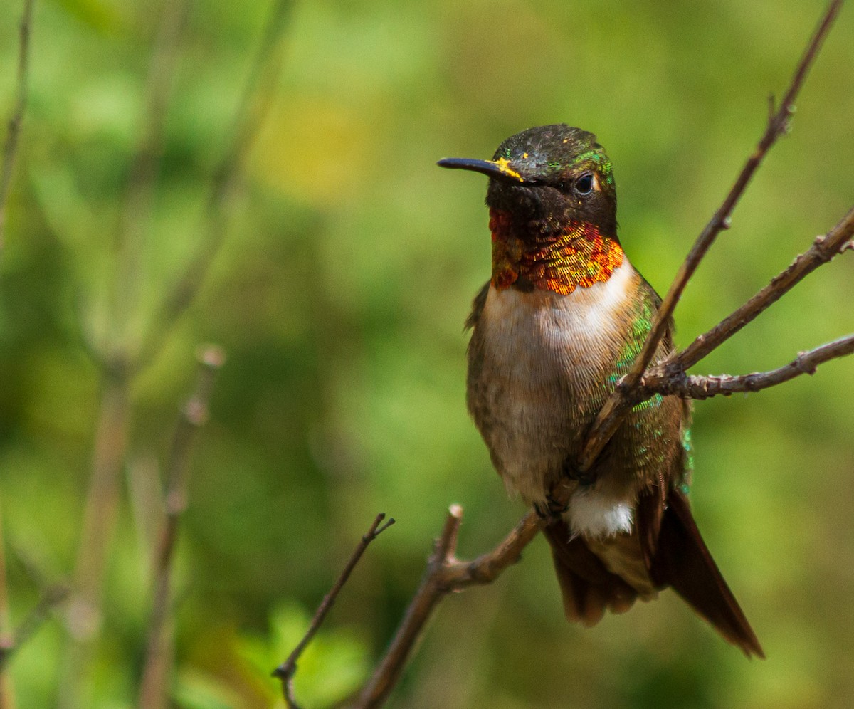 Ruby-throated Hummingbird - ML611455528