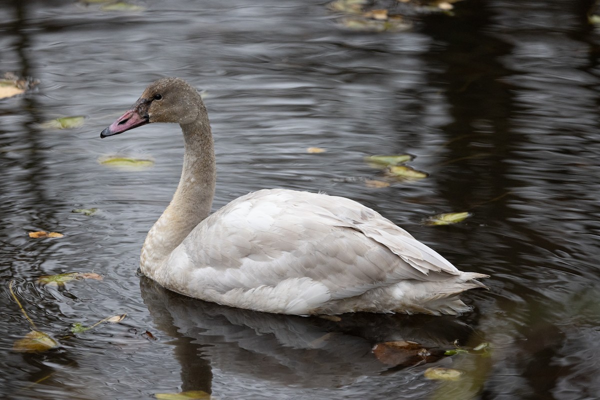 Trumpeter Swan - ML611455548