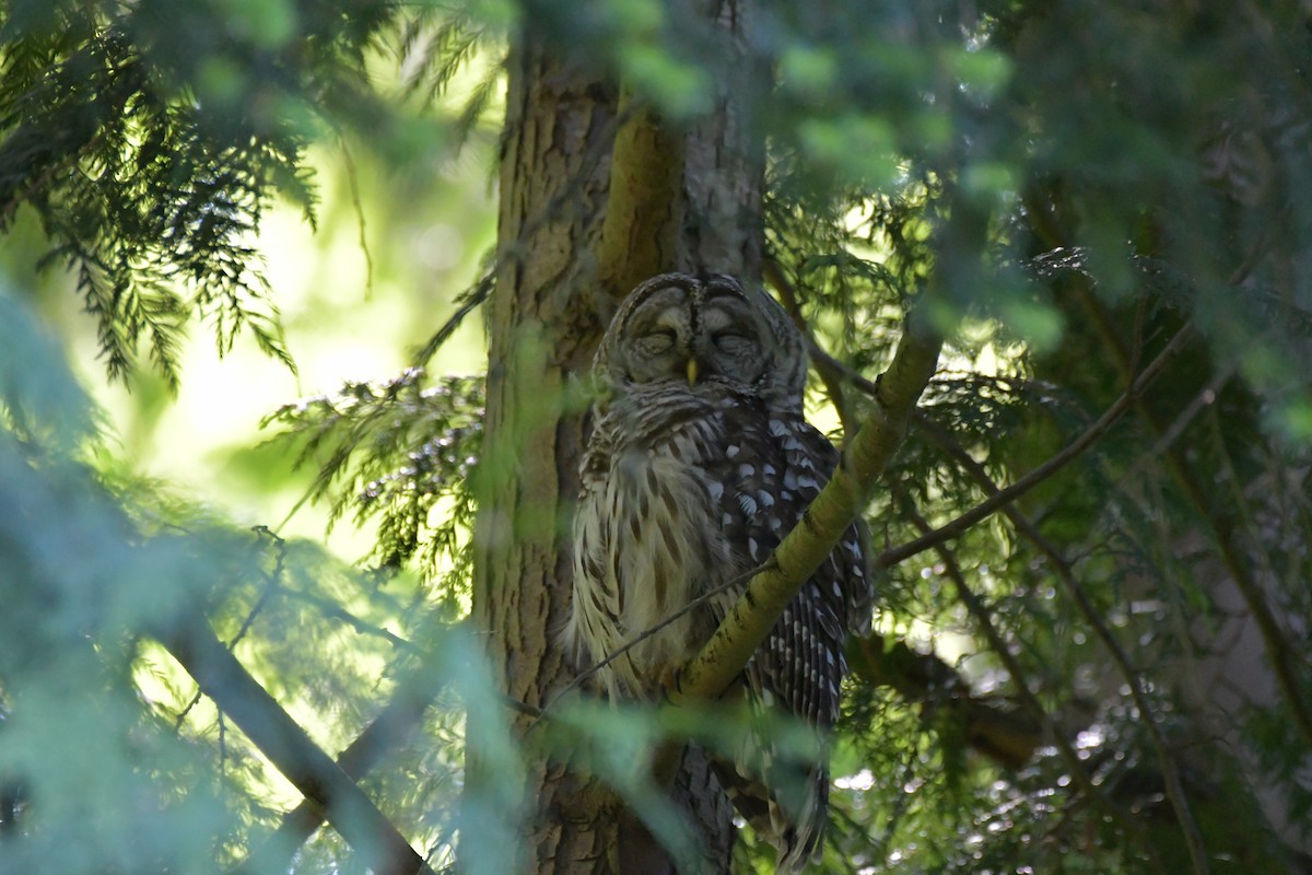 Barred Owl - ML611455814