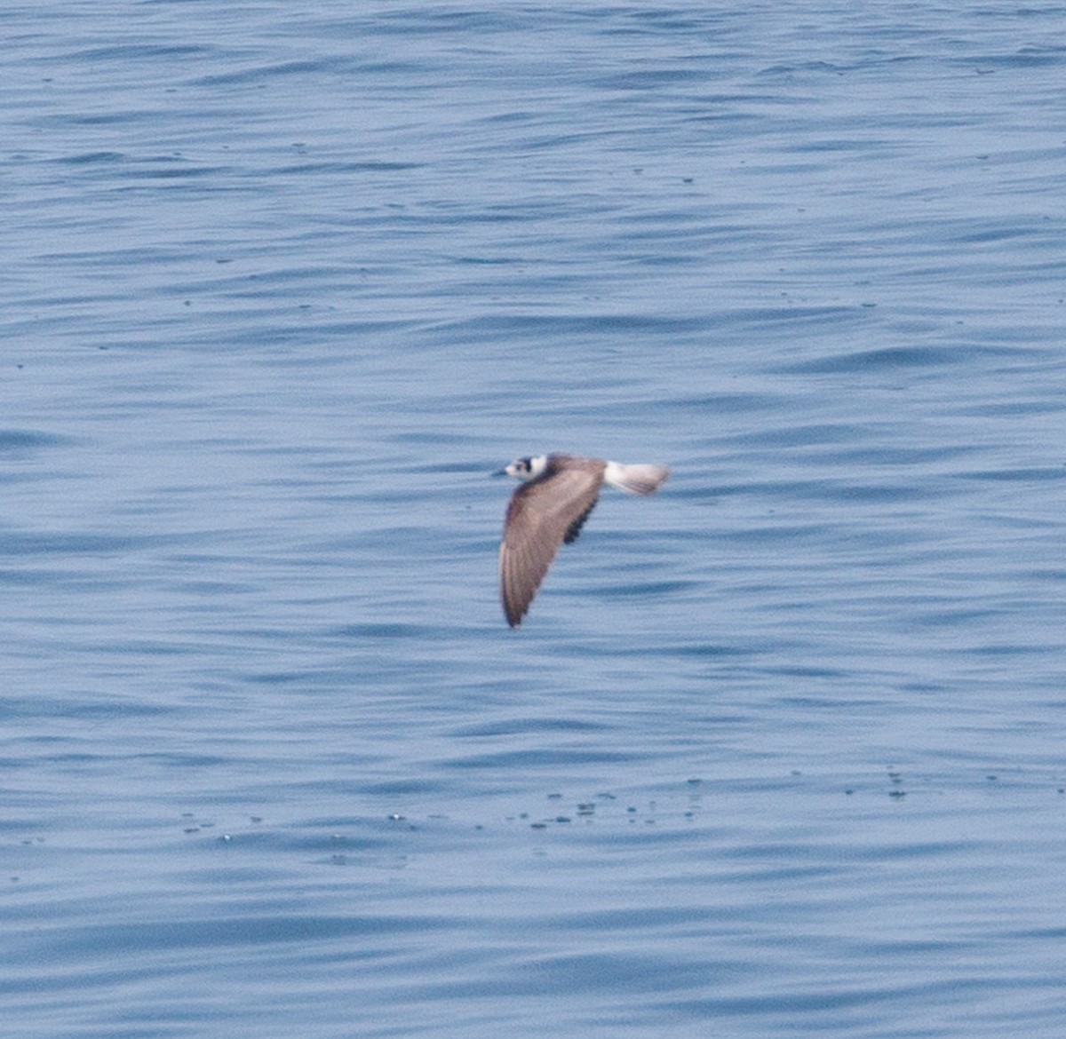 White-winged Tern - ML611455887