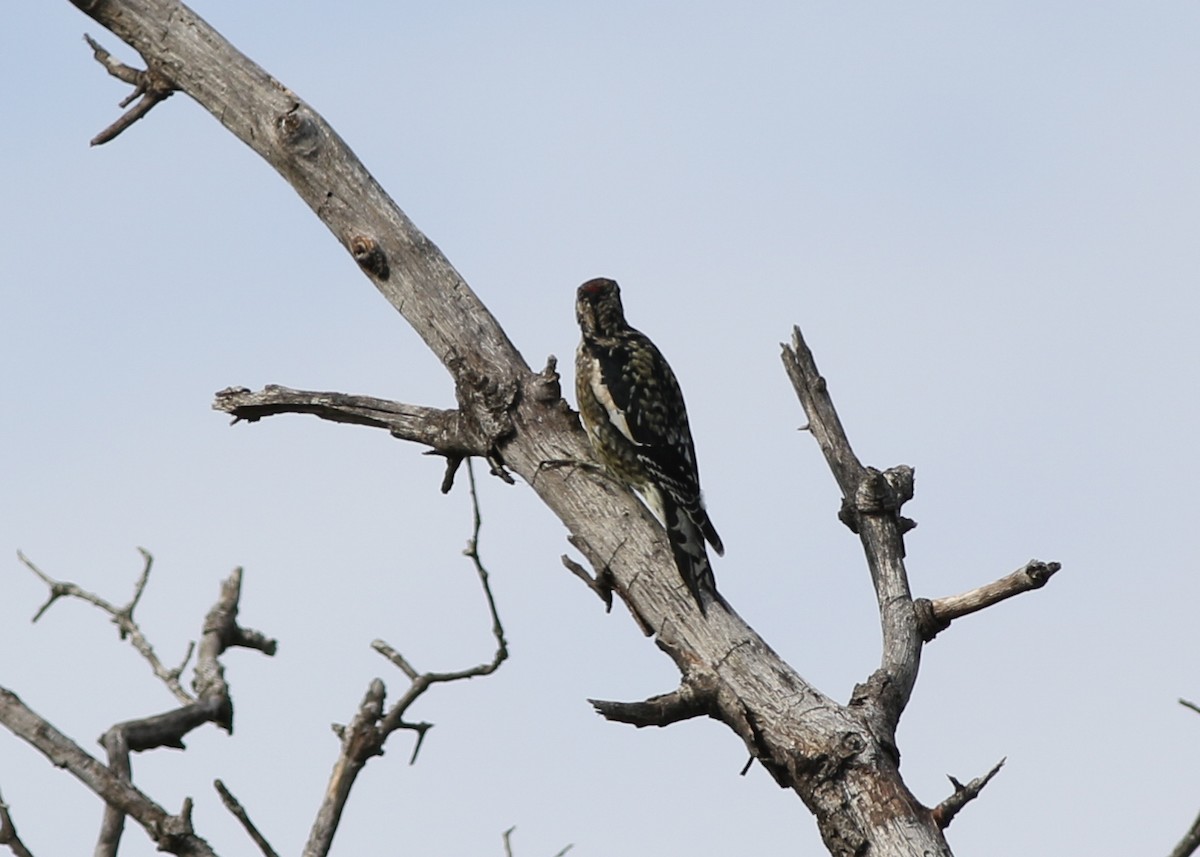 Yellow-bellied Sapsucker - ML611455967