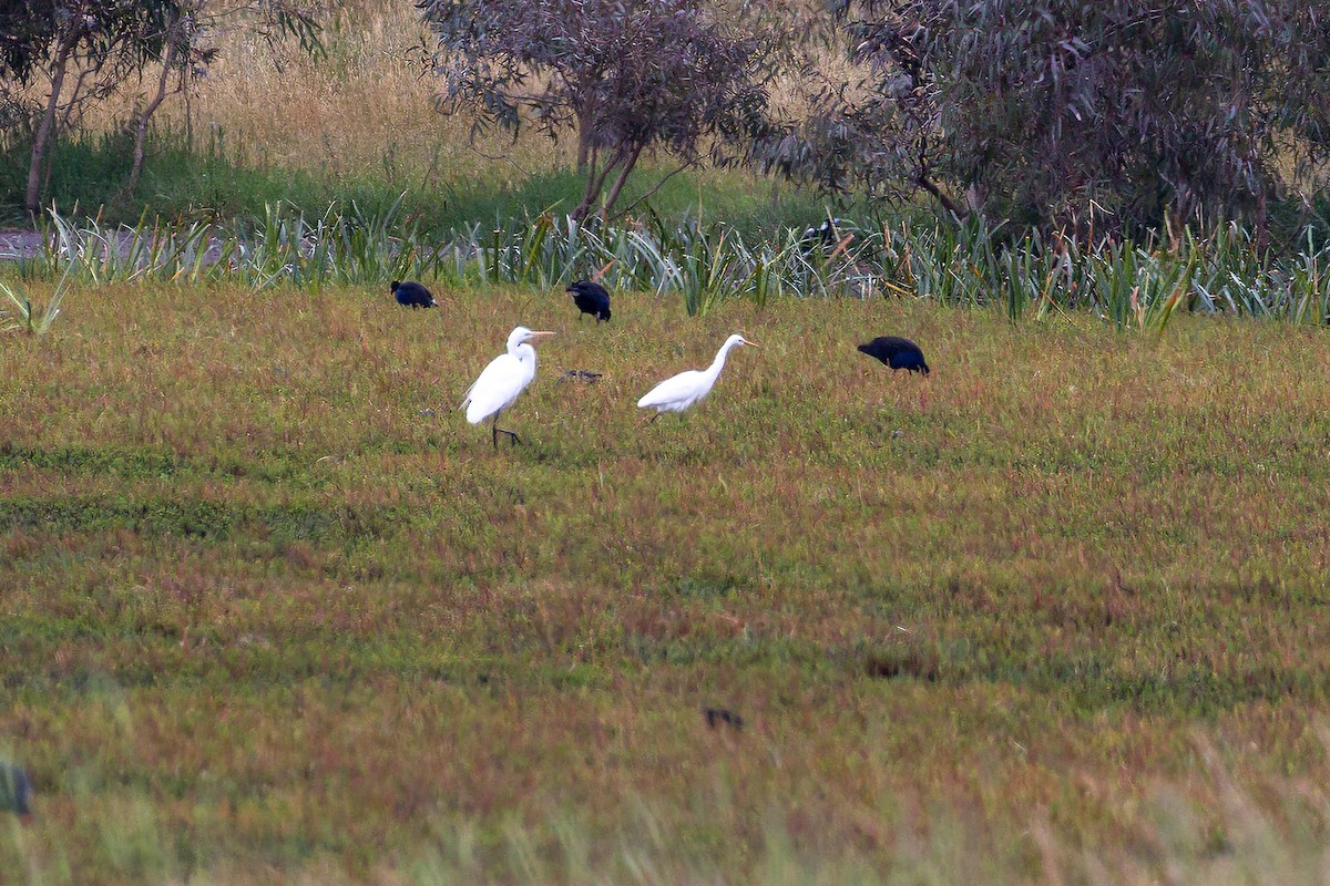 Plumed Egret - ML611455974