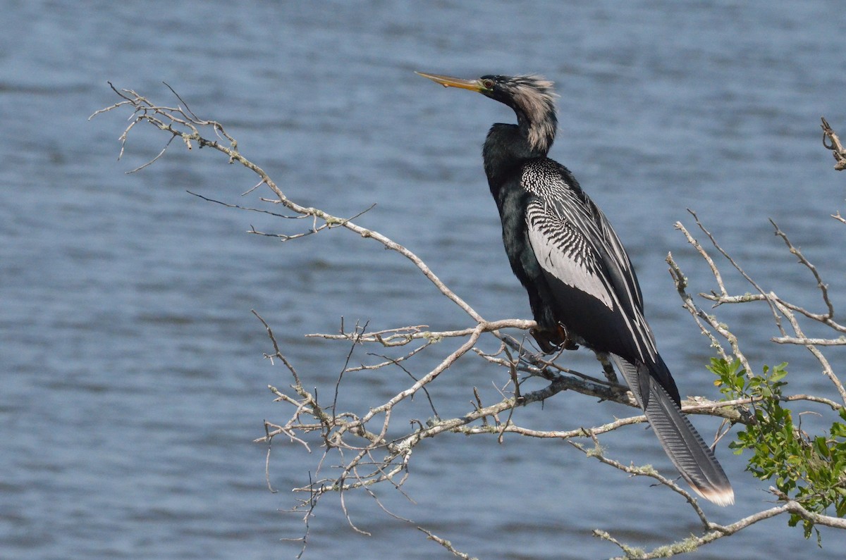 Amerika-Schlangenhalsvogel - ML611456061