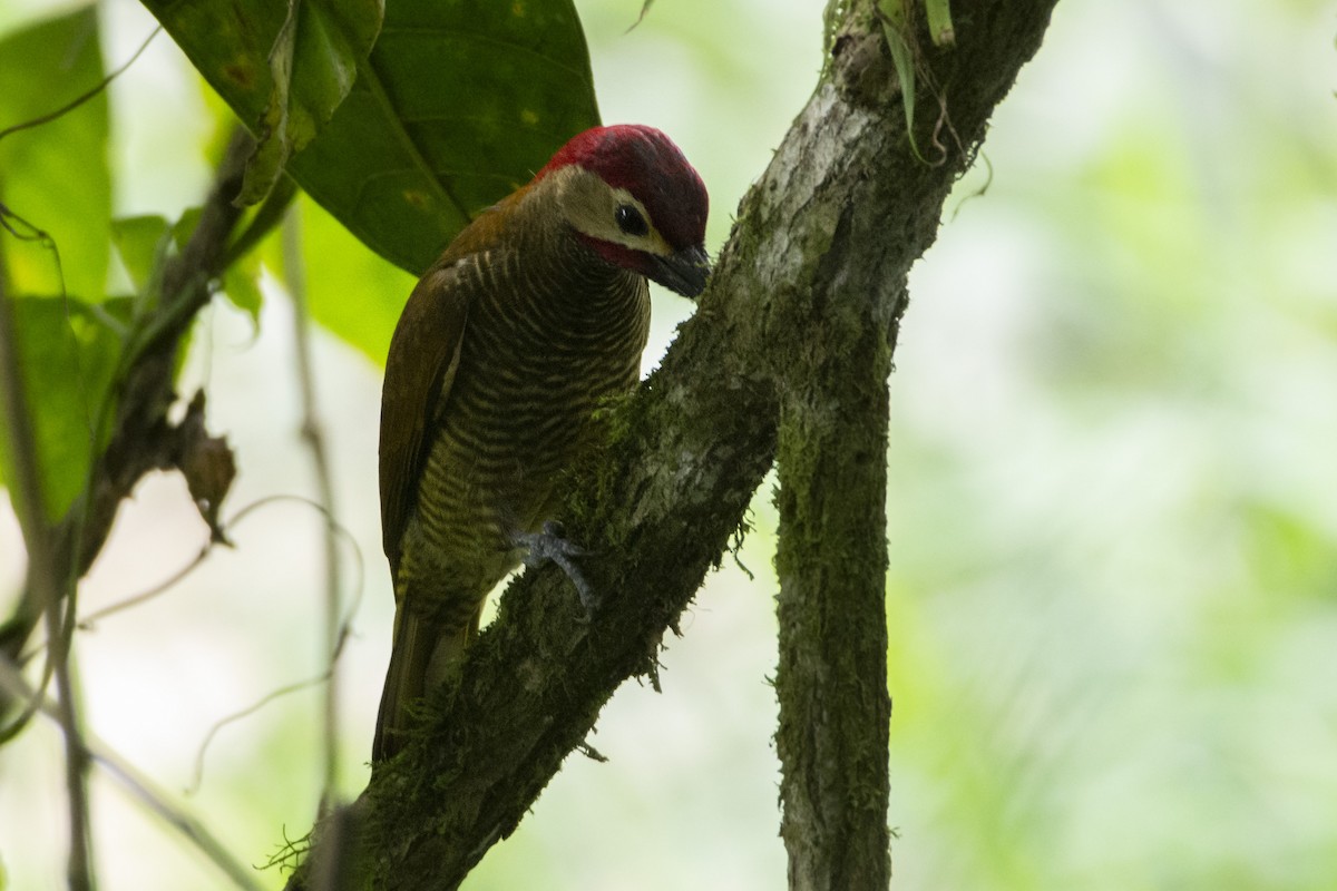 Golden-olive Woodpecker - ML611456099