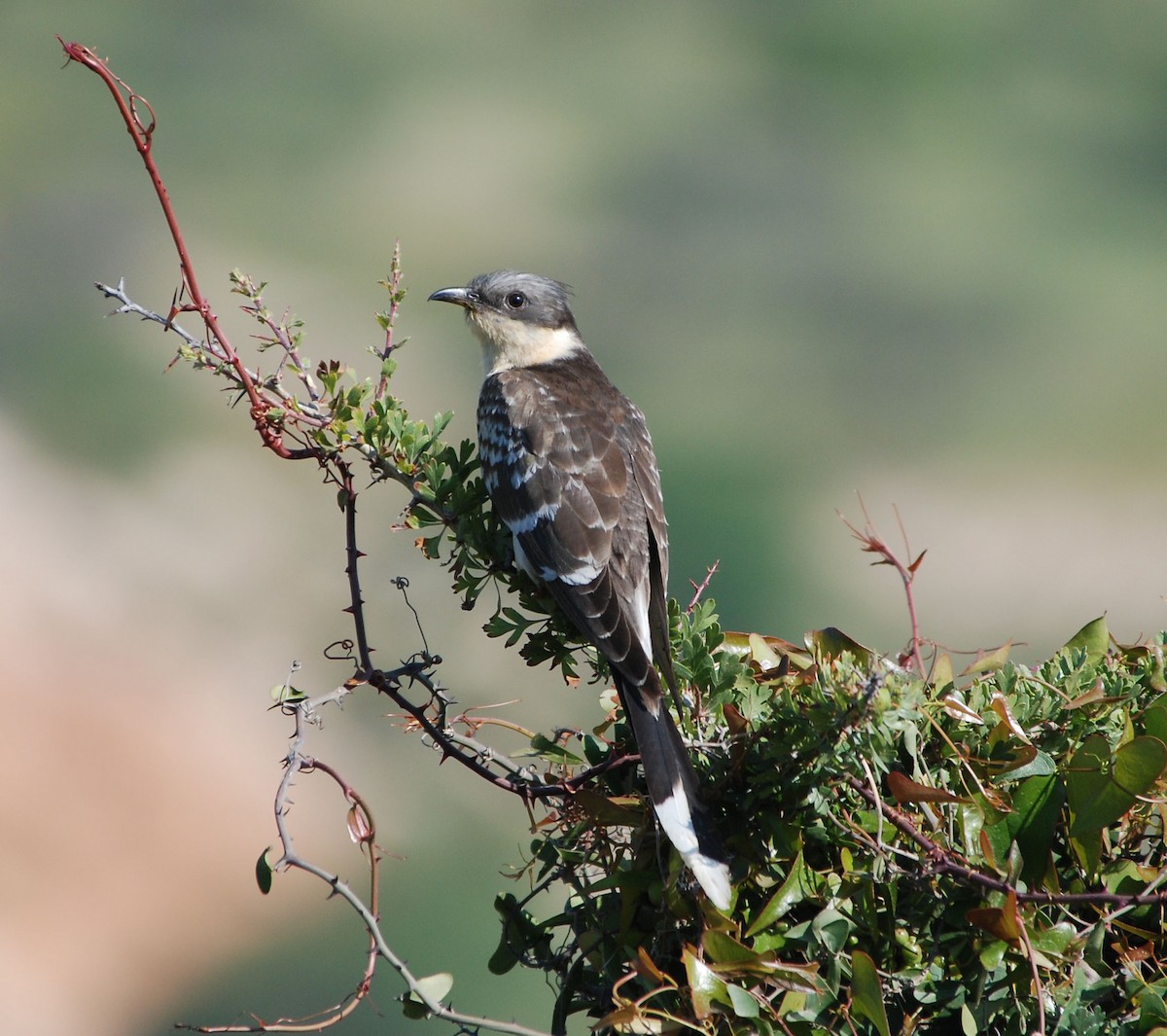 Great Spotted Cuckoo - ML611456157