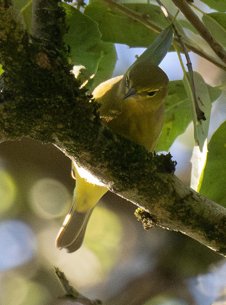 Orange-crowned Warbler - Elizabeth Crouthamel