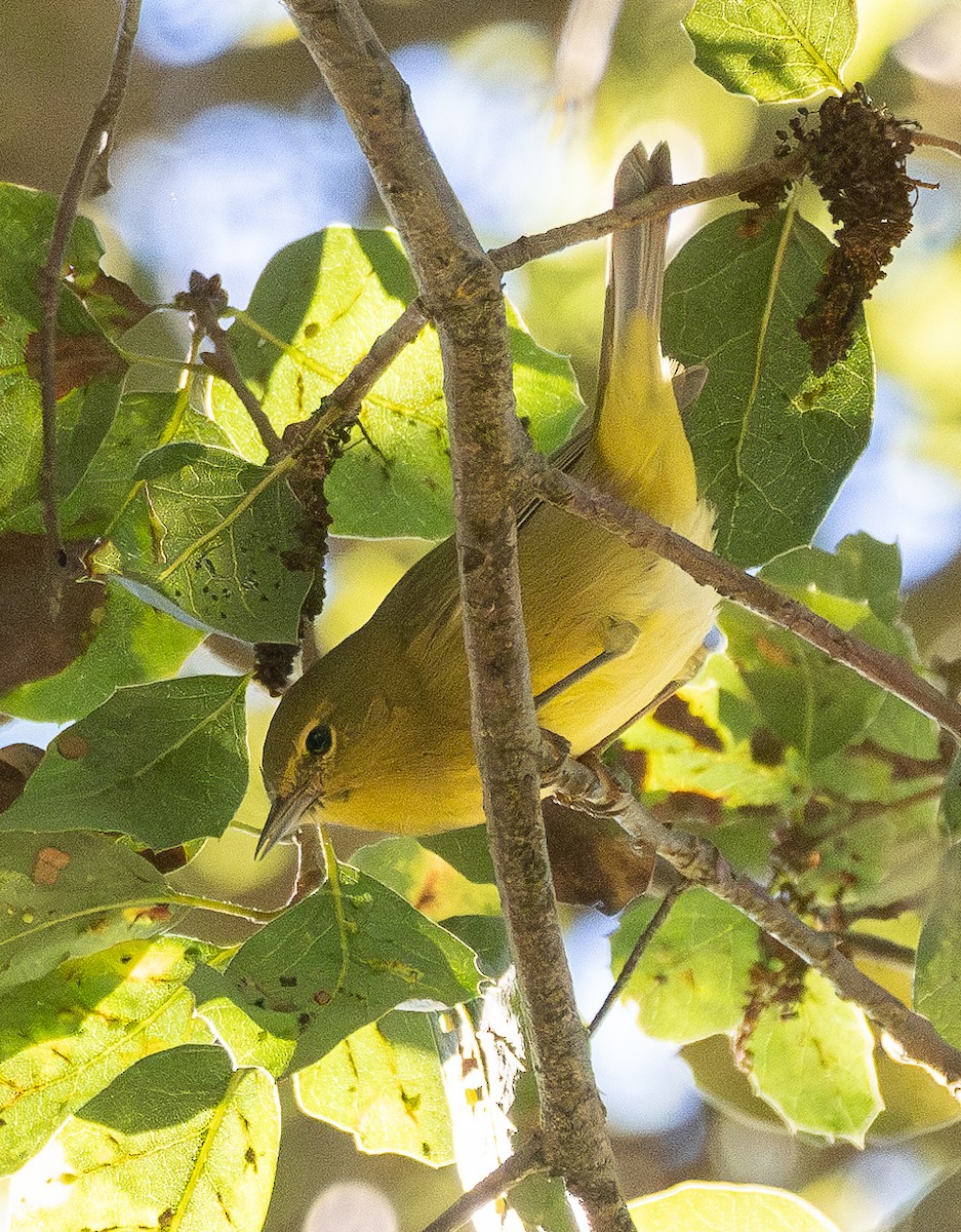 Orange-crowned Warbler - Elizabeth Crouthamel