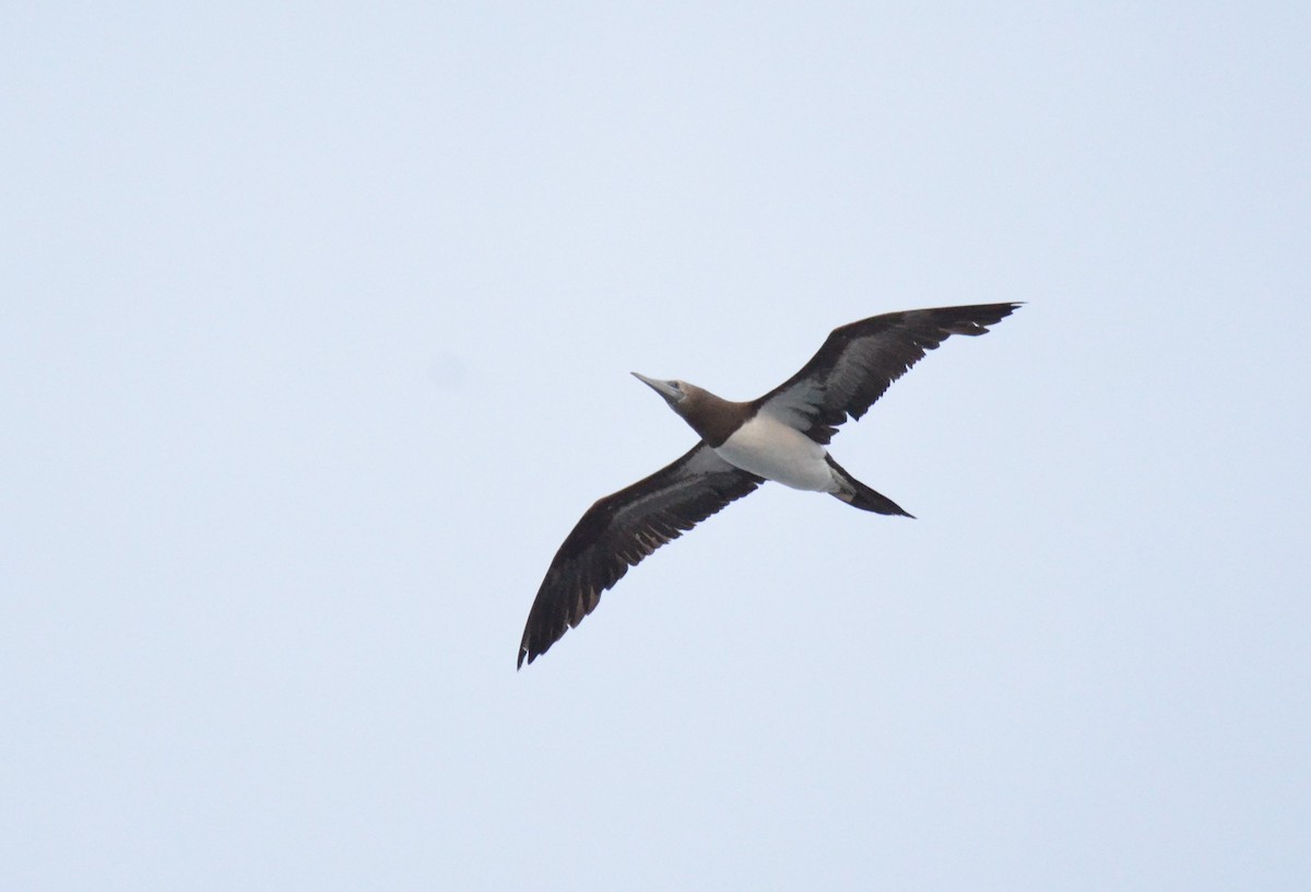 Brown Booby - ML611456236