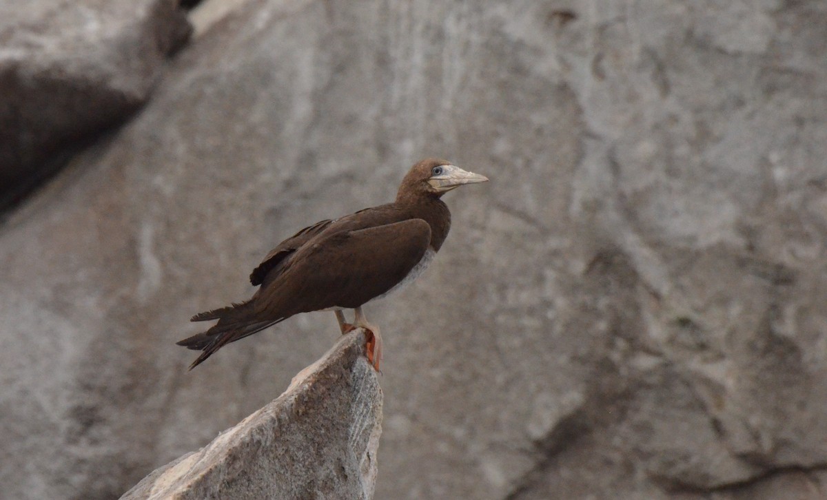 Brown Booby - ML611456237