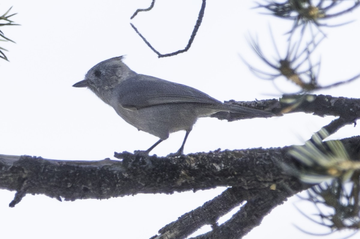 Juniper Titmouse - ML611456310