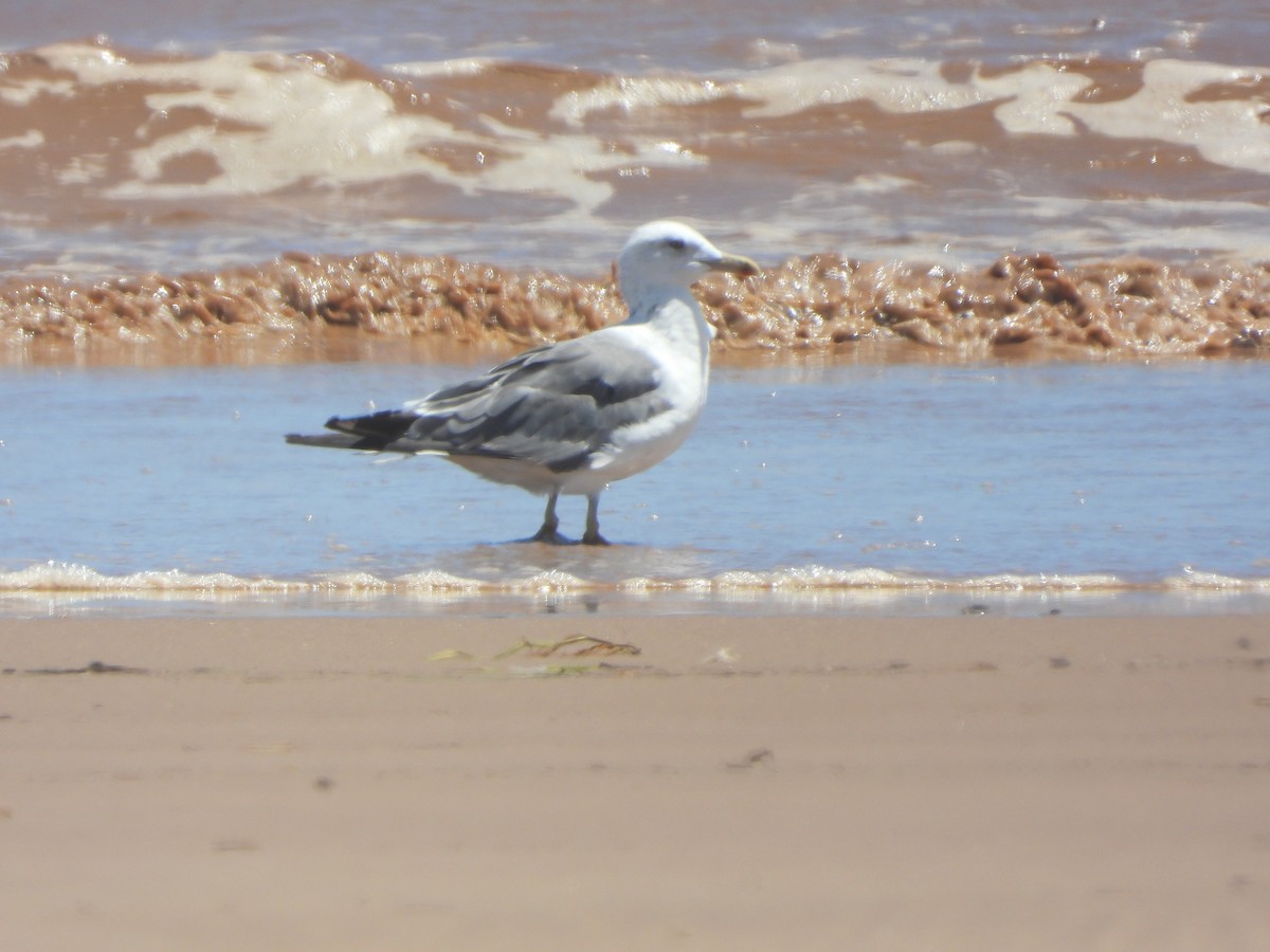 Lesser Black-backed Gull - ML611456400