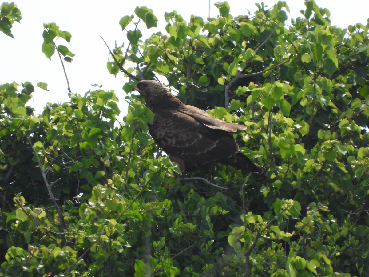 European Honey-buzzard - Victor Ikawa