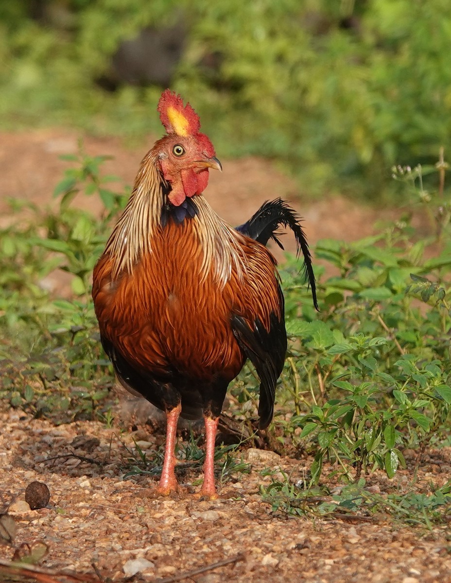 Sri Lanka Junglefowl - ML611456456