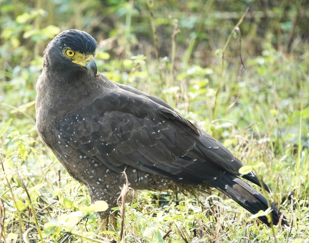 Crested Serpent-Eagle - ML611456485