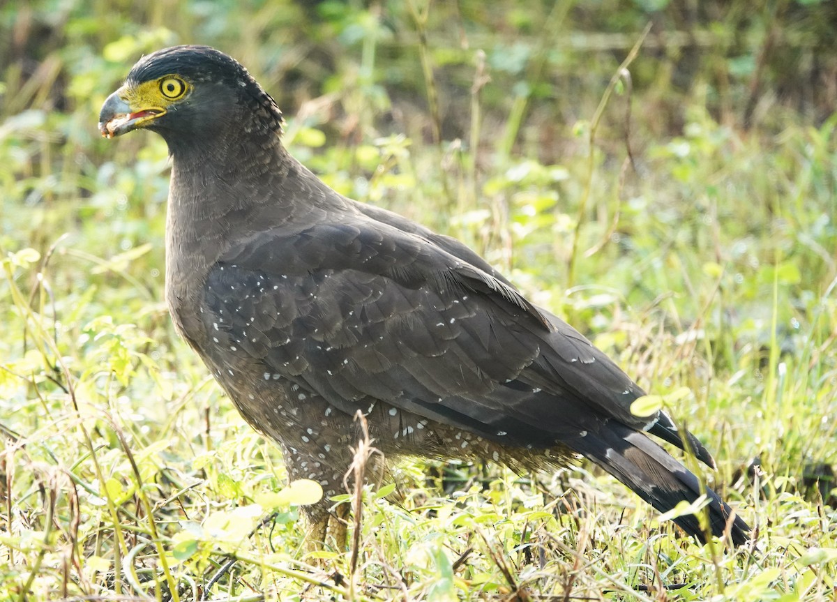 Crested Serpent-Eagle - ML611456487