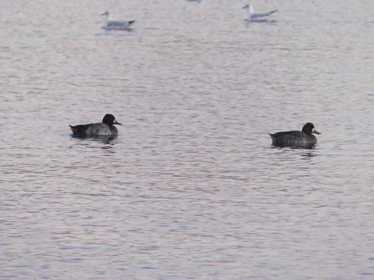 Lesser Scaup - Juan Rodríguez Roa