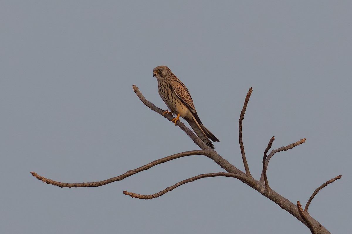 Lesser Kestrel - ML611456510