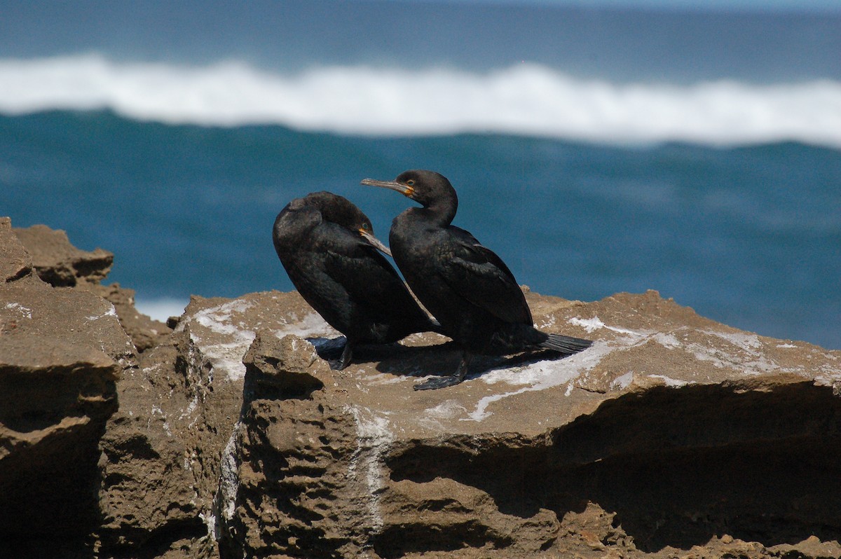 Cape Cormorant - ML611456517