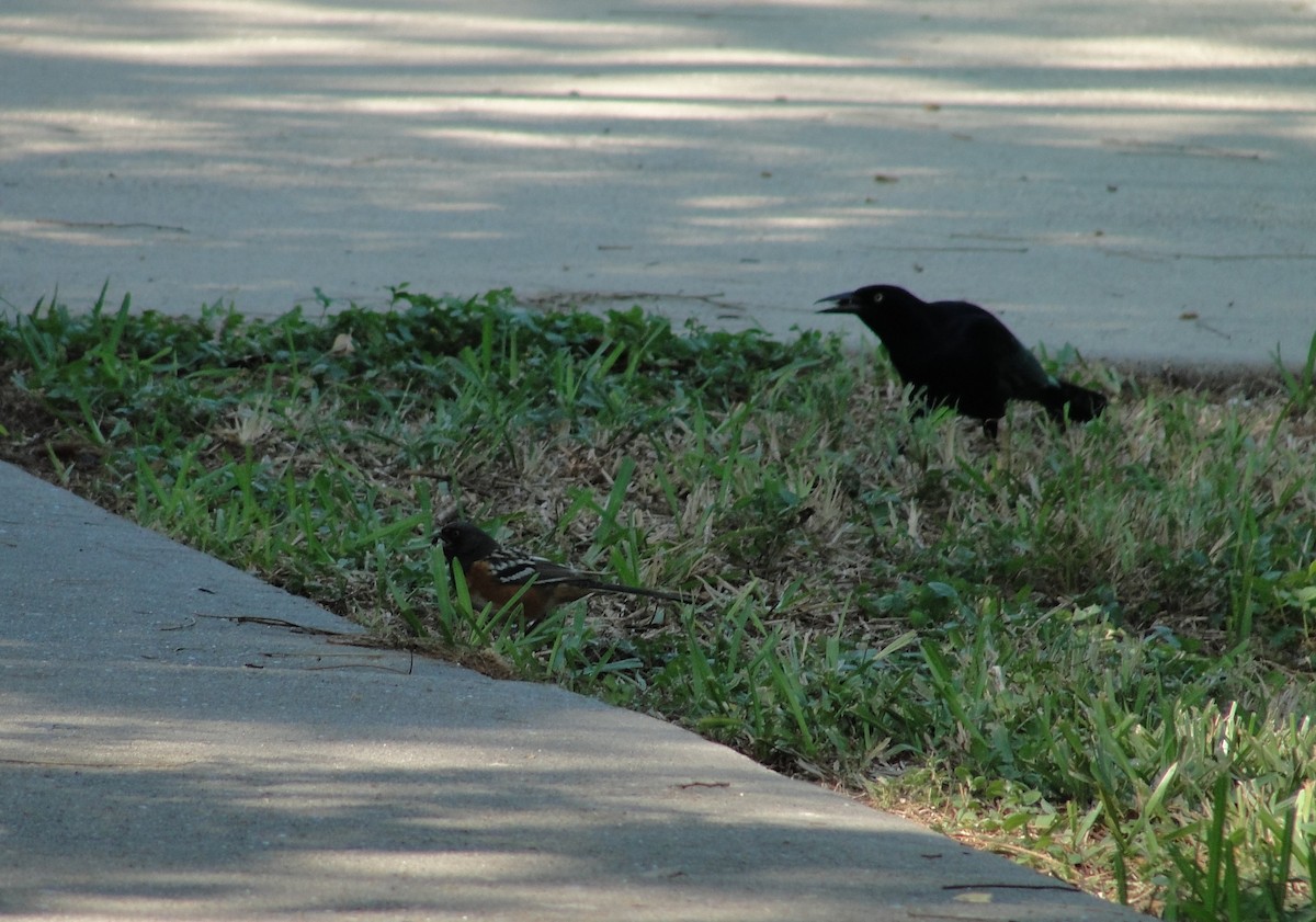 Spotted Towhee - ML611456584