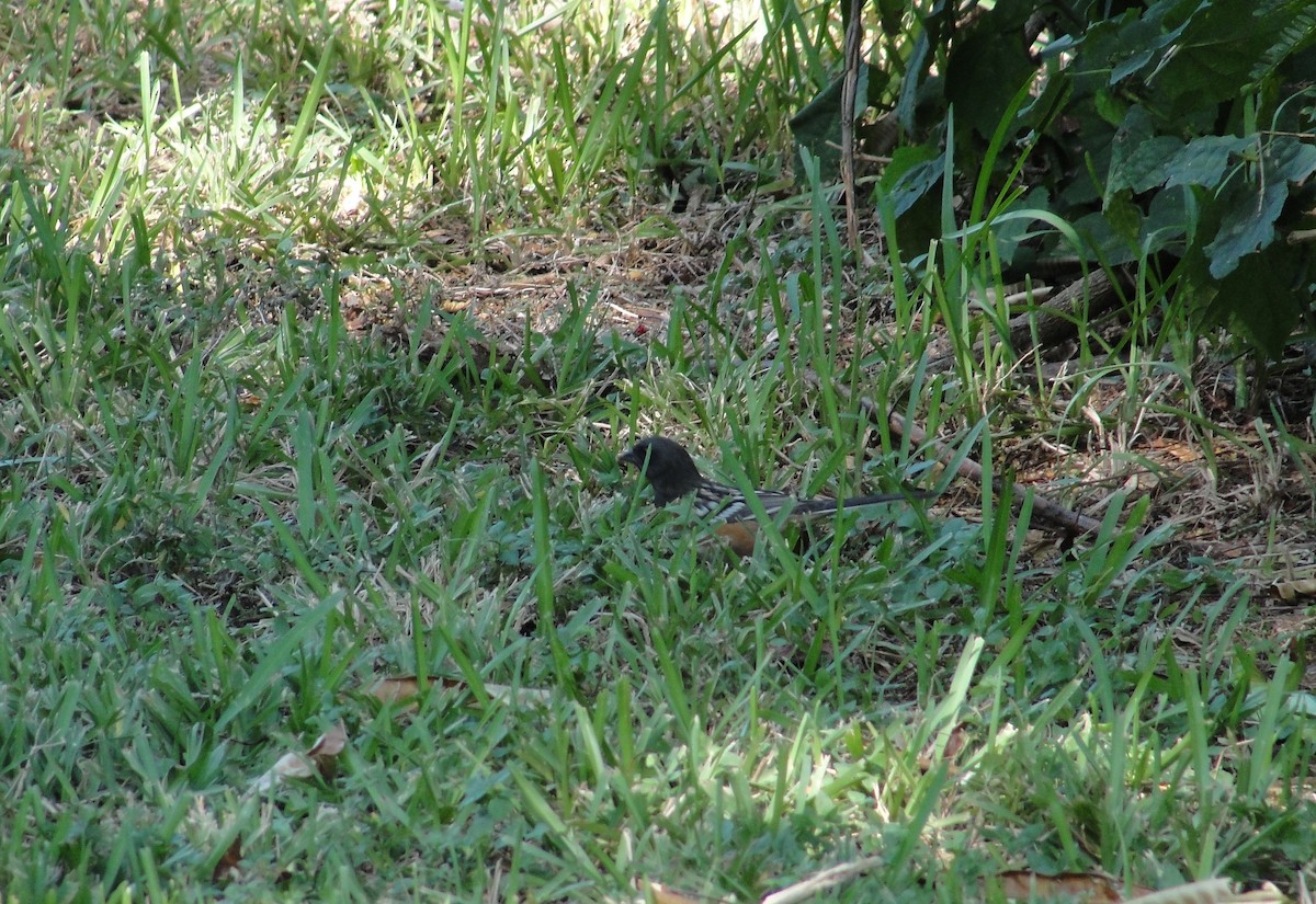Spotted Towhee - ML611456585