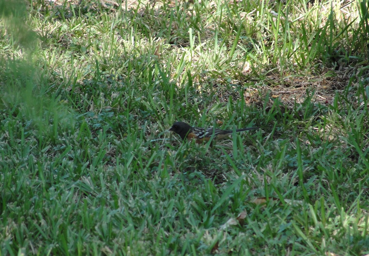 Spotted Towhee - ML611456586