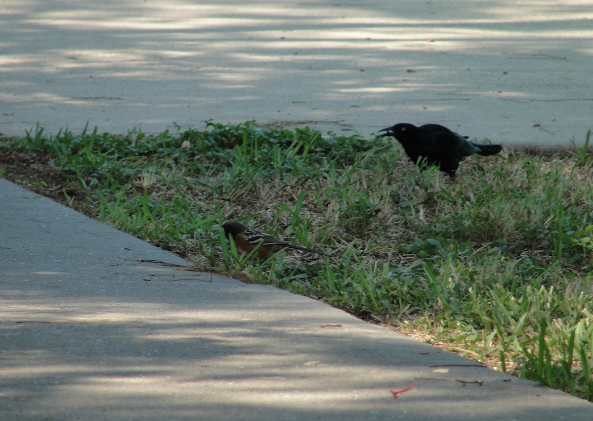 Spotted Towhee - ML611456587