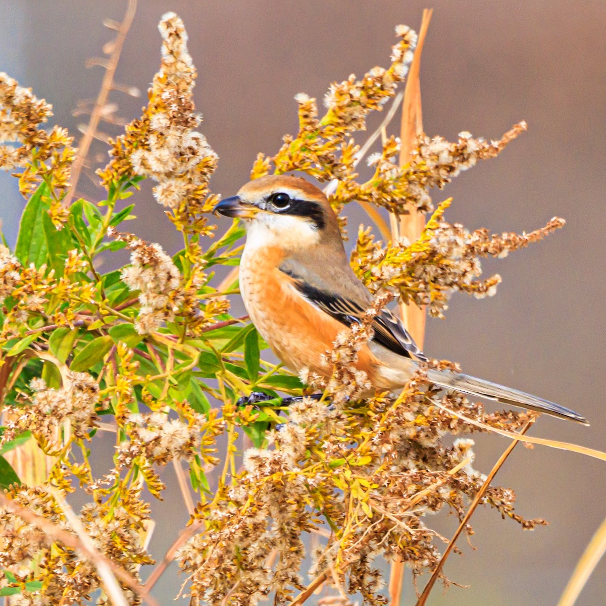 Bull-headed Shrike - ML611456616