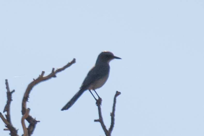 Woodhouse's Scrub-Jay - ML611456624