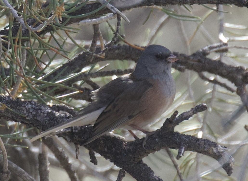 Dark-eyed Junco (Pink-sided) - ML611456642