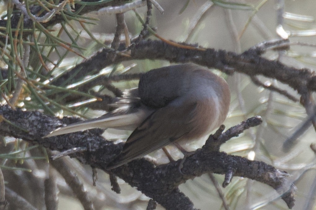 Dark-eyed Junco (Pink-sided) - ML611456643