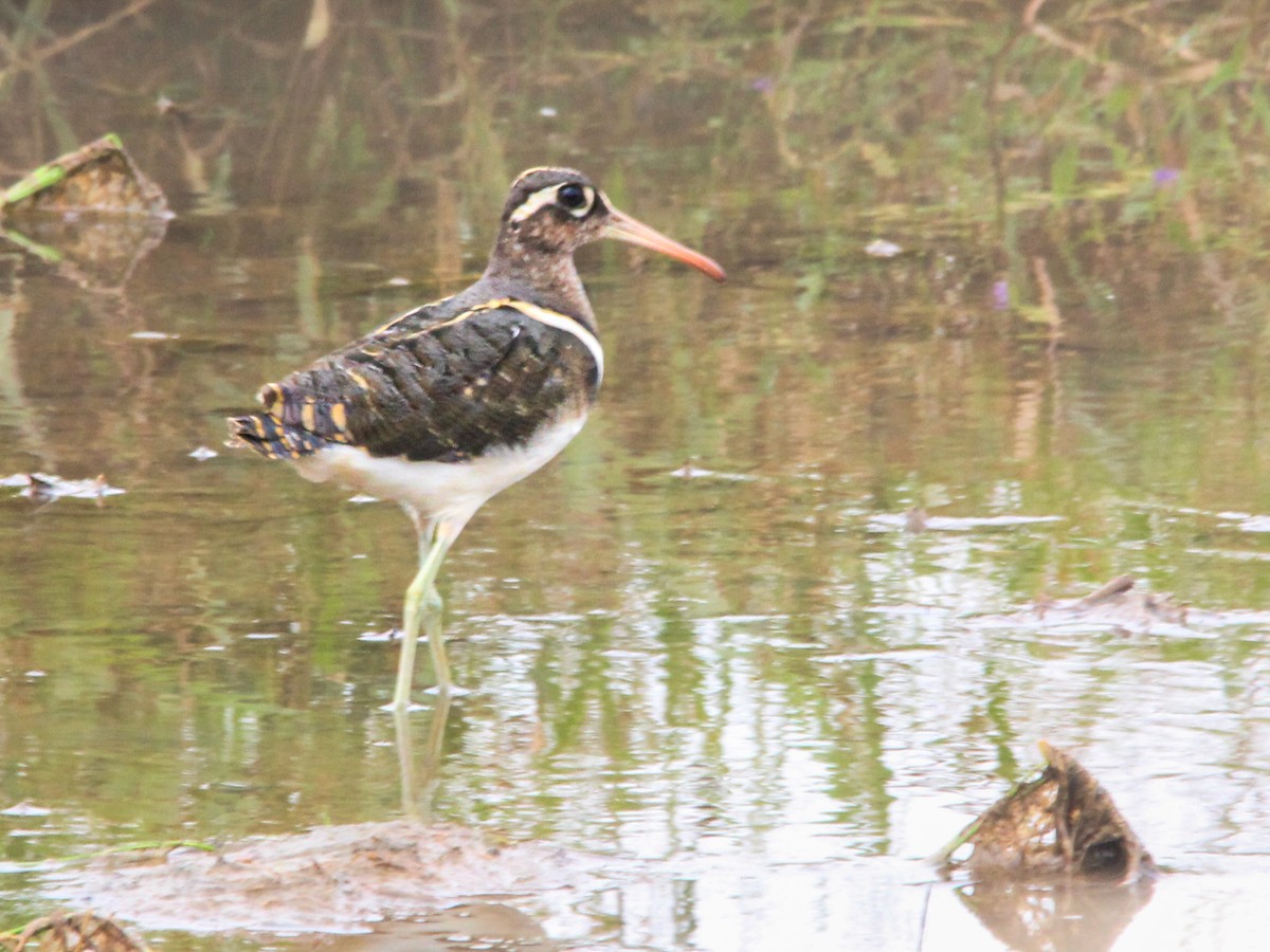 Greater Painted-Snipe - ML611456668
