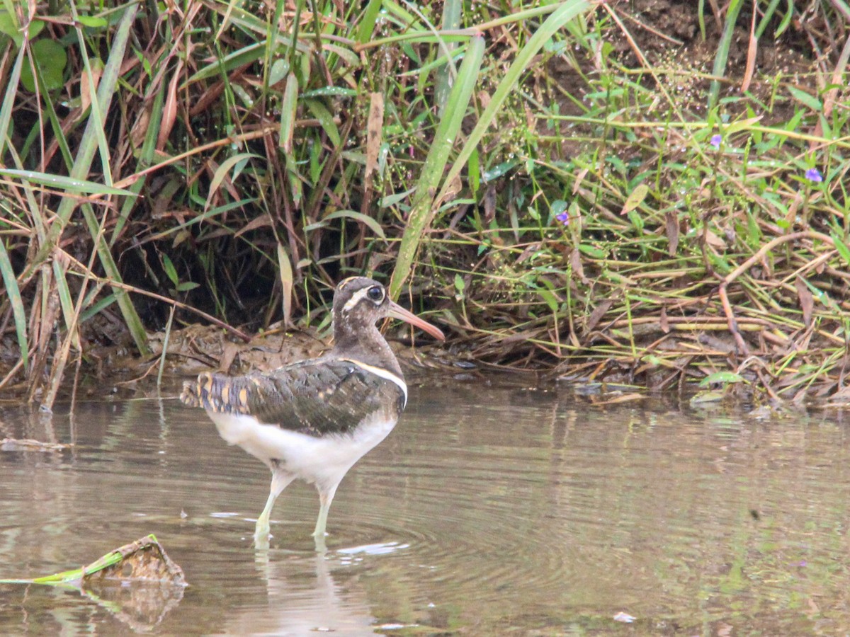 Greater Painted-Snipe - ML611456673