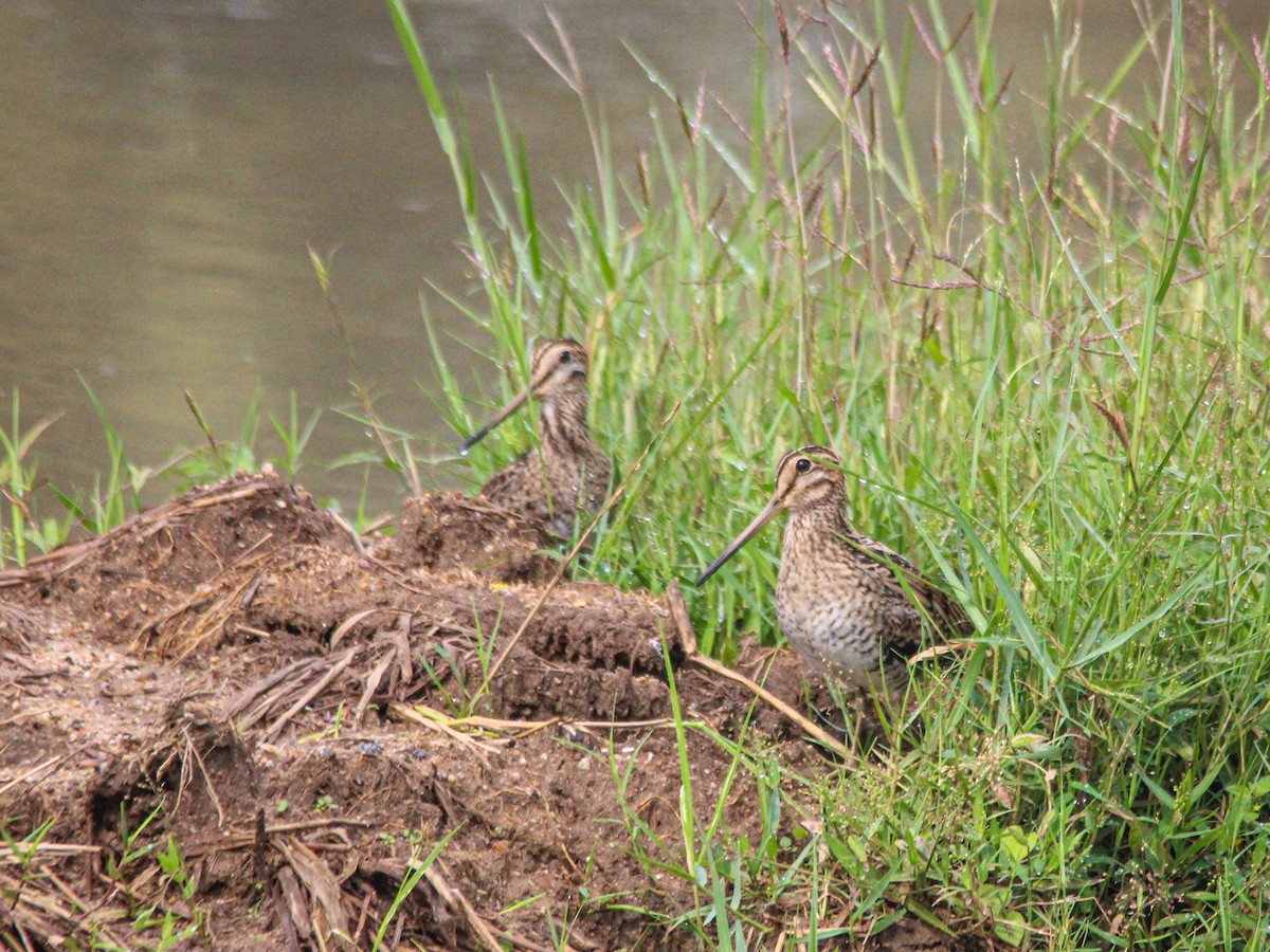 Pin-tailed Snipe - ML611456675