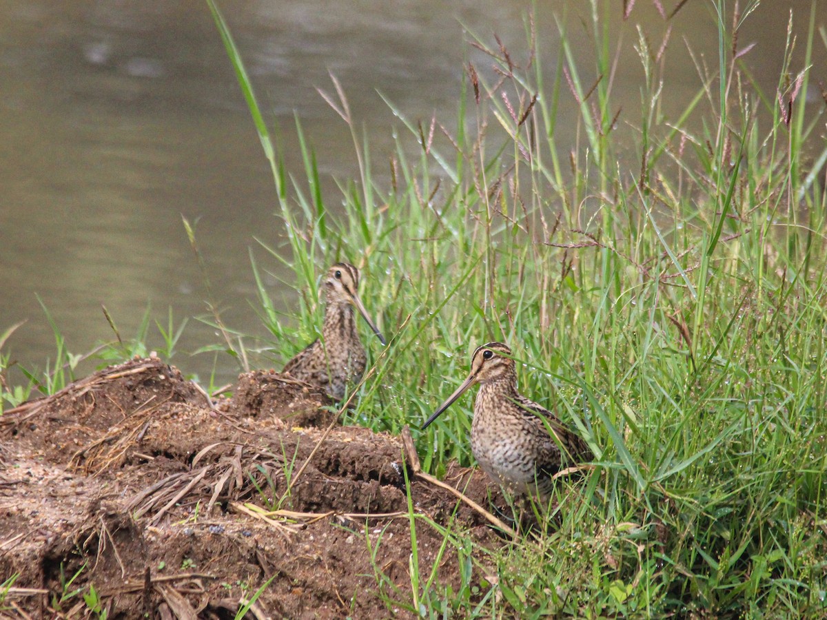 Pin-tailed Snipe - ML611456676