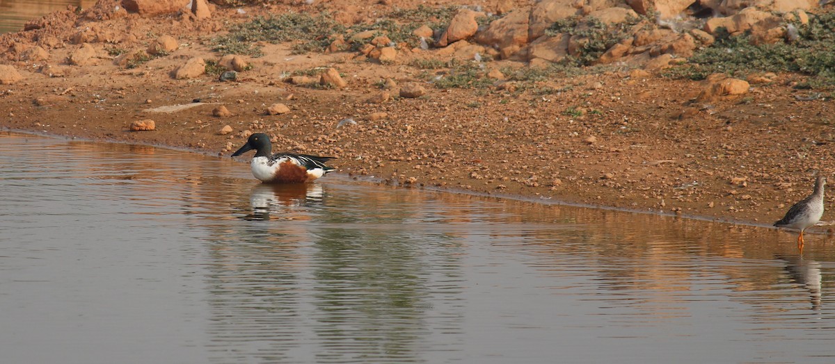 Canard souchet - ML611456708