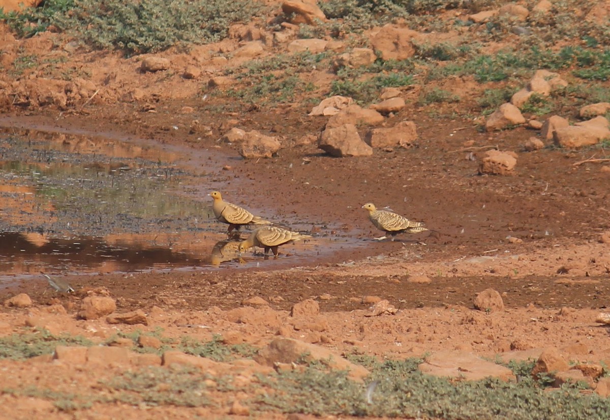 Chestnut-bellied Sandgrouse - ML611456723