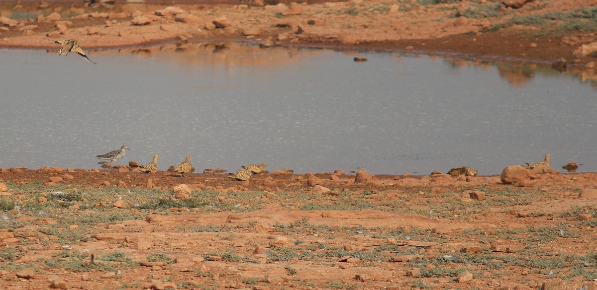 Chestnut-bellied Sandgrouse - ML611456724