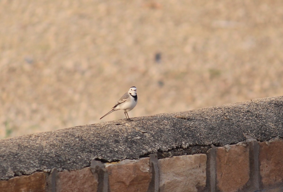 White Wagtail - ML611456797