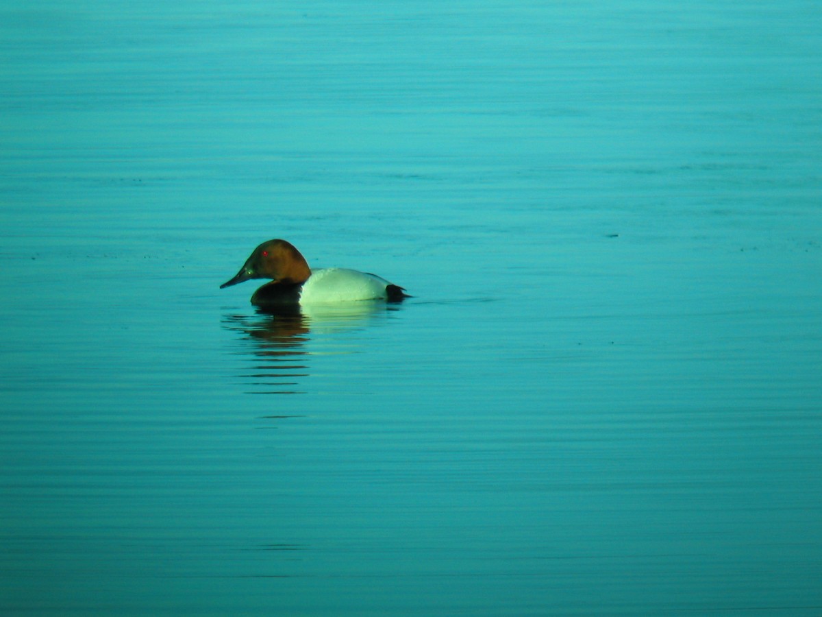 Canvasback - ML611456819