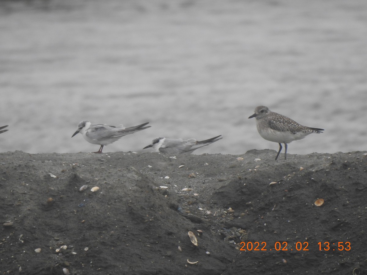 Whiskered Tern - Mei-Luan Wang
