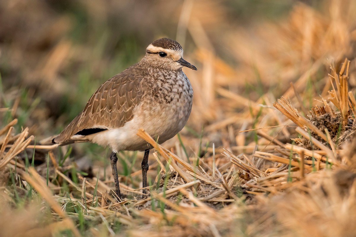 Sociable Lapwing - ML611456867