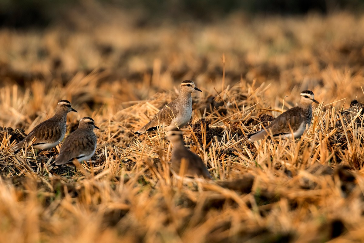 Sociable Lapwing - ML611456868