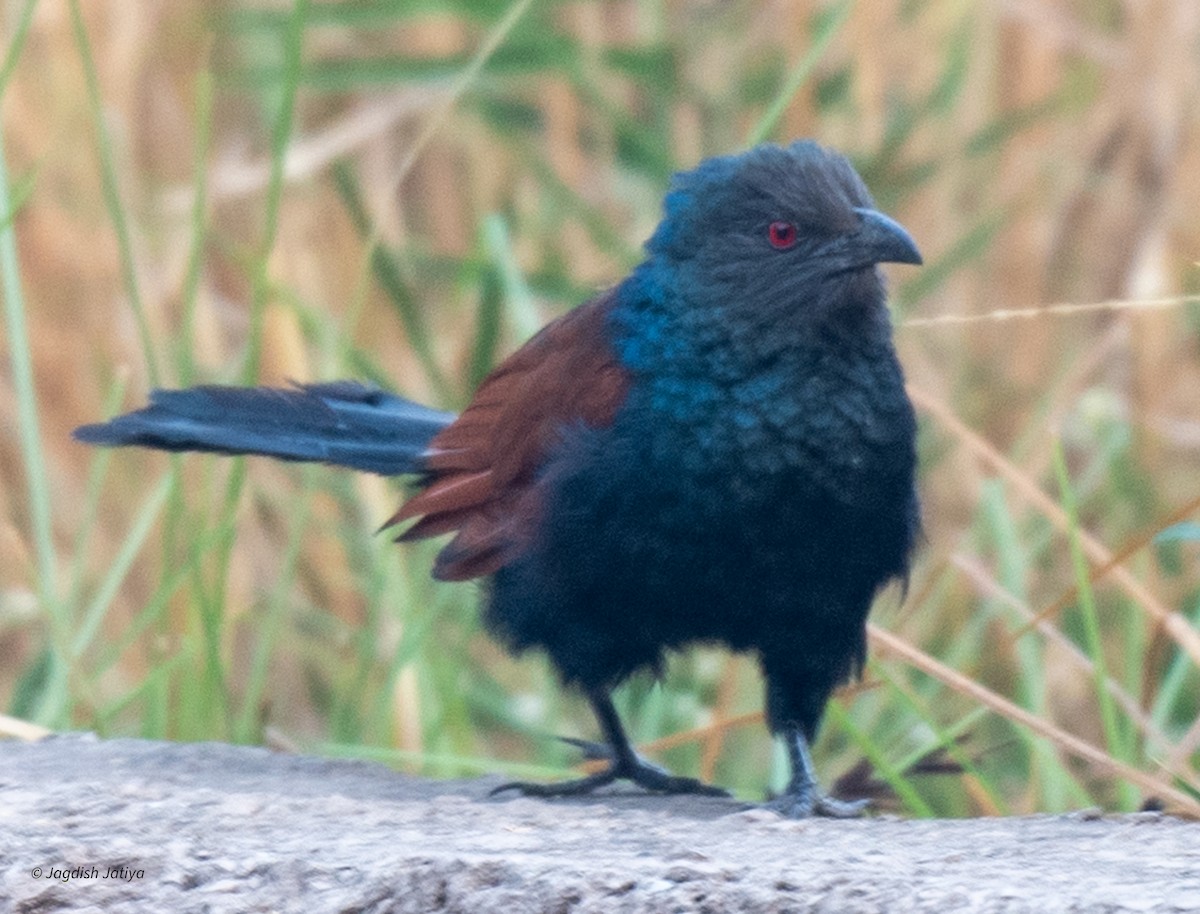 Greater Coucal - ML611456946