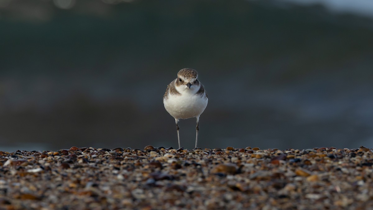 kulík mořský - ML611456955