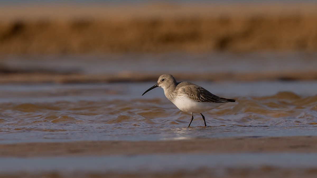 jespák obecný - ML611456957